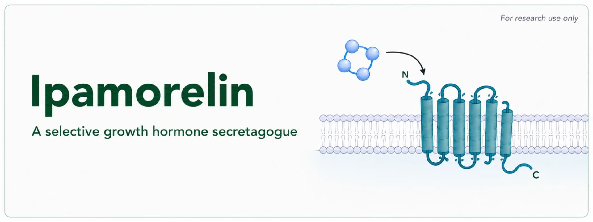Ipamorelin Research: A Selective Growth Hormone Secretagogue Explained