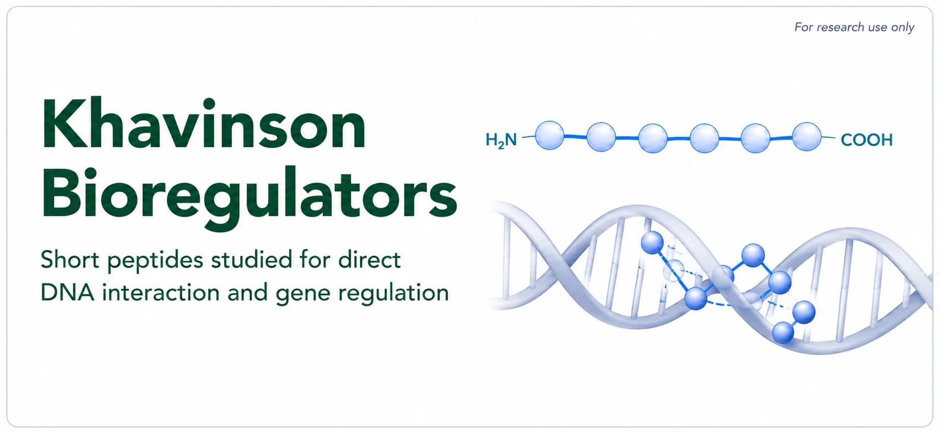 Khavinson Bioregulators: Investigations on Short Peptide Research