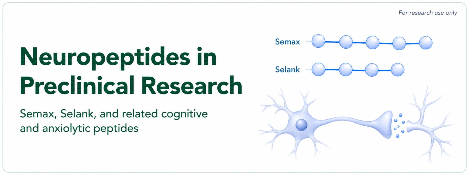 Neuropeptides in Preclinical Research: Semax, Selank, and the Broader Cognitive and Anxiolytic Peptide Class