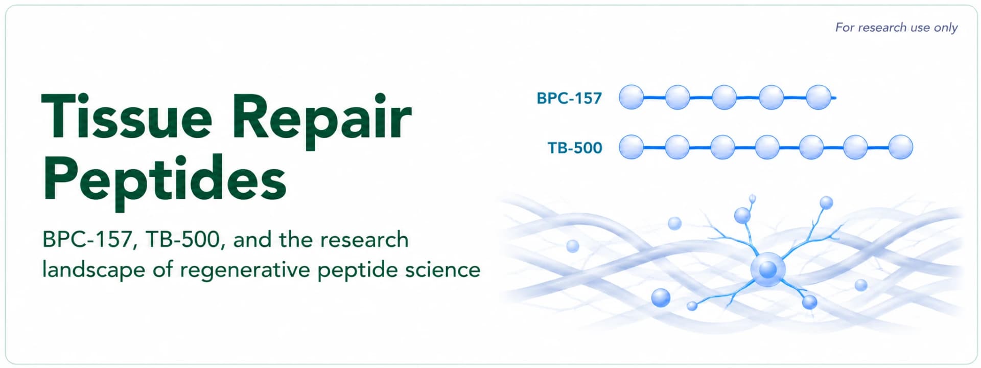 Tissue Repair Peptides: Comparing BPC-157, TB-500 and GHK-Cu