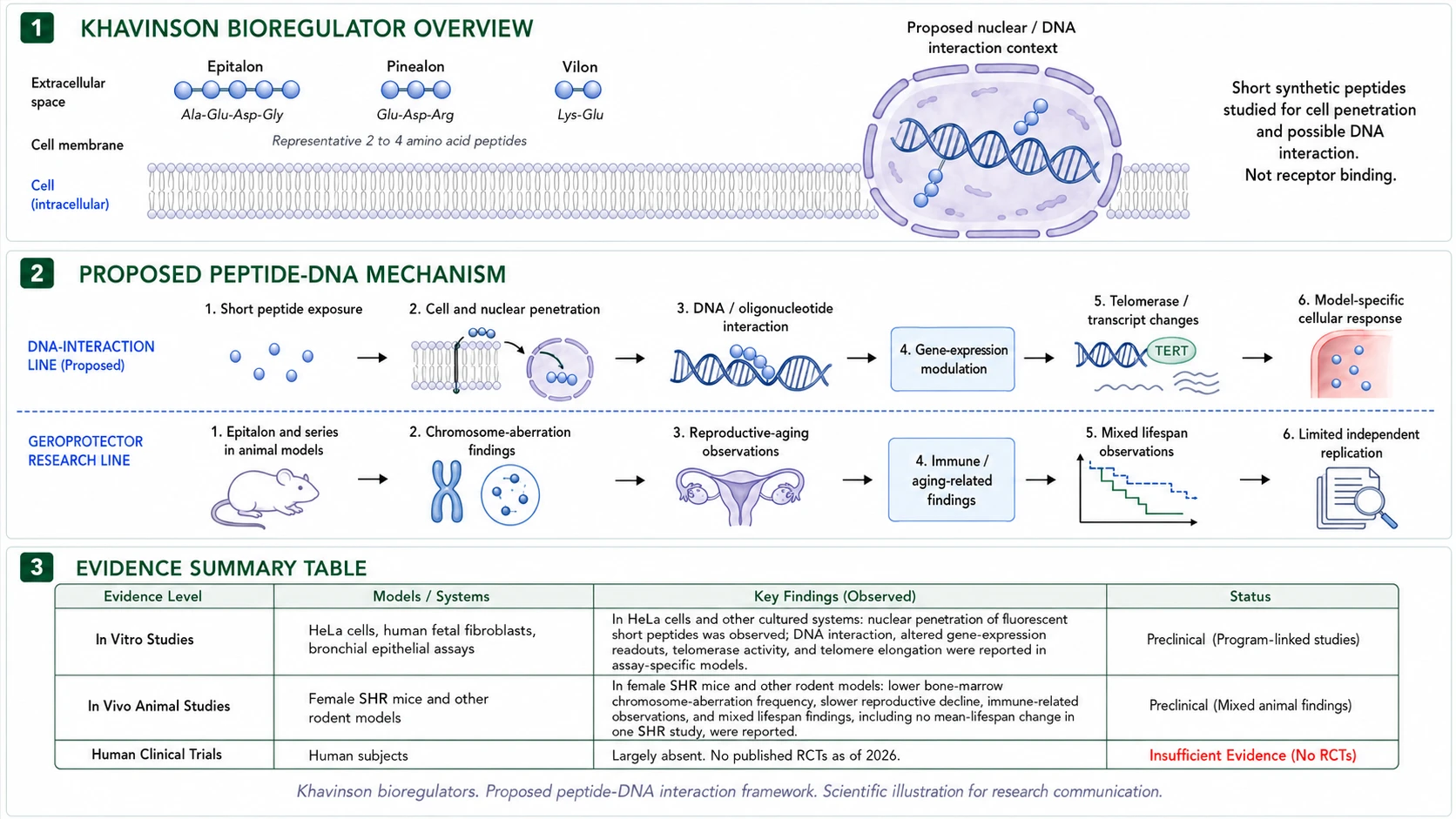 Khavinson bioregulator overview, proposed peptide-DNA interaction mechanism, and evidence summary table