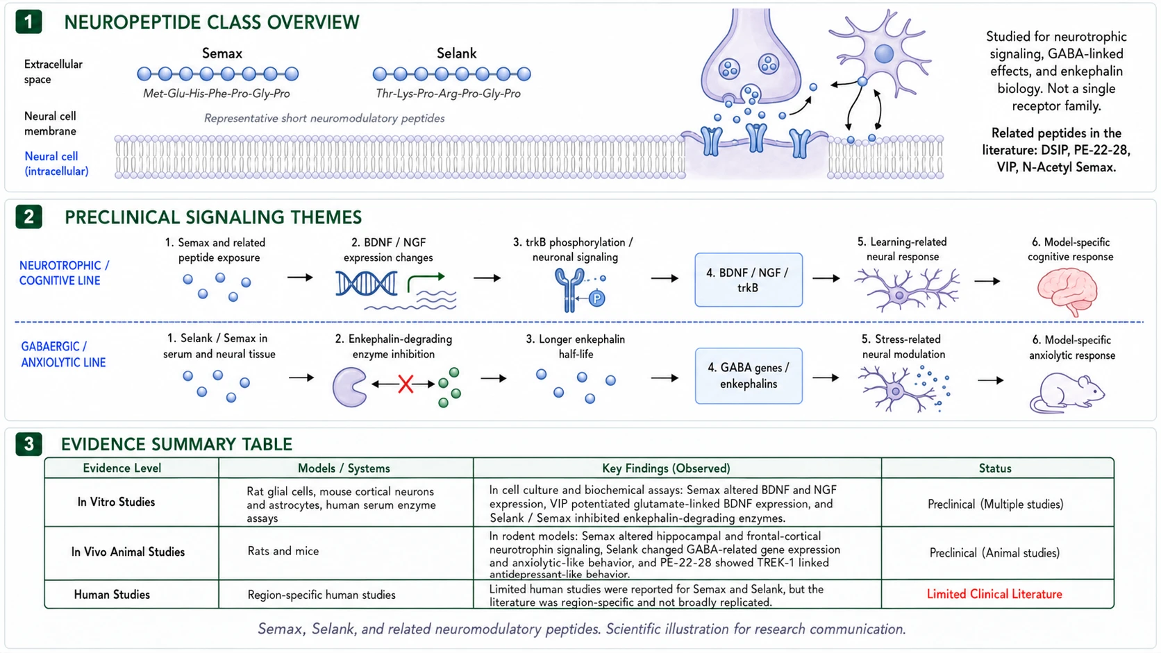 Semax and Selank preclinical signaling overview: class overview, neurotrophic and GABAergic/anxiolytic signaling themes, and evidence summary table