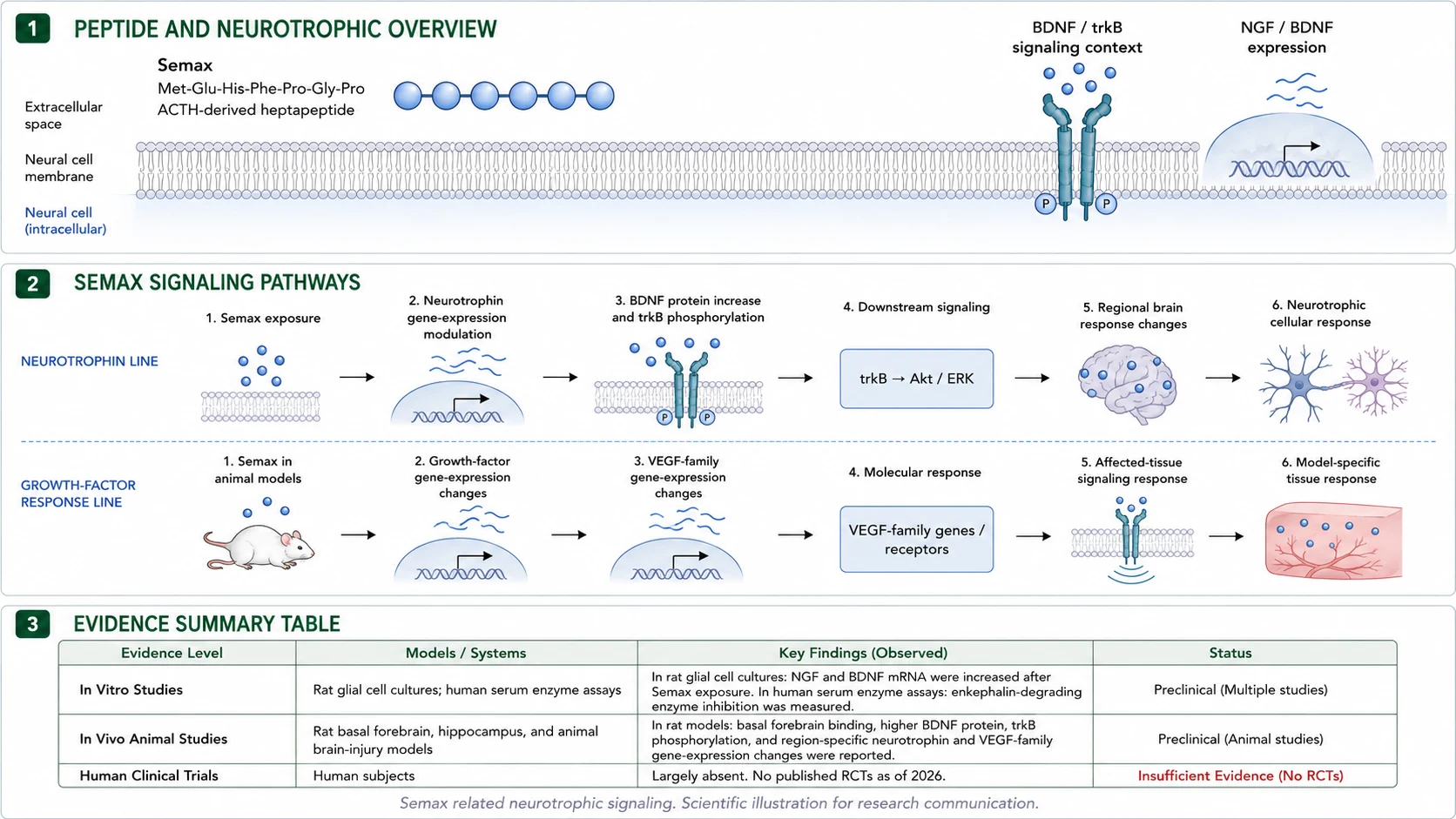 Semax peptide structure, BDNF/trkB signaling pathway, and preclinical evidence summary table