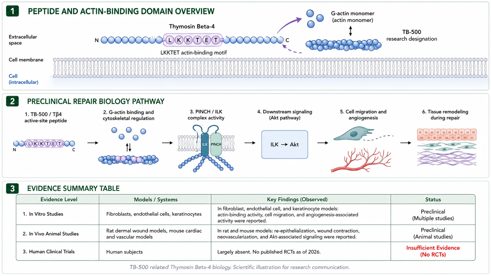 TB-500 peptide structure, the LKKTET actin-binding motif, proposed signaling pathway, and preclinical evidence summary table