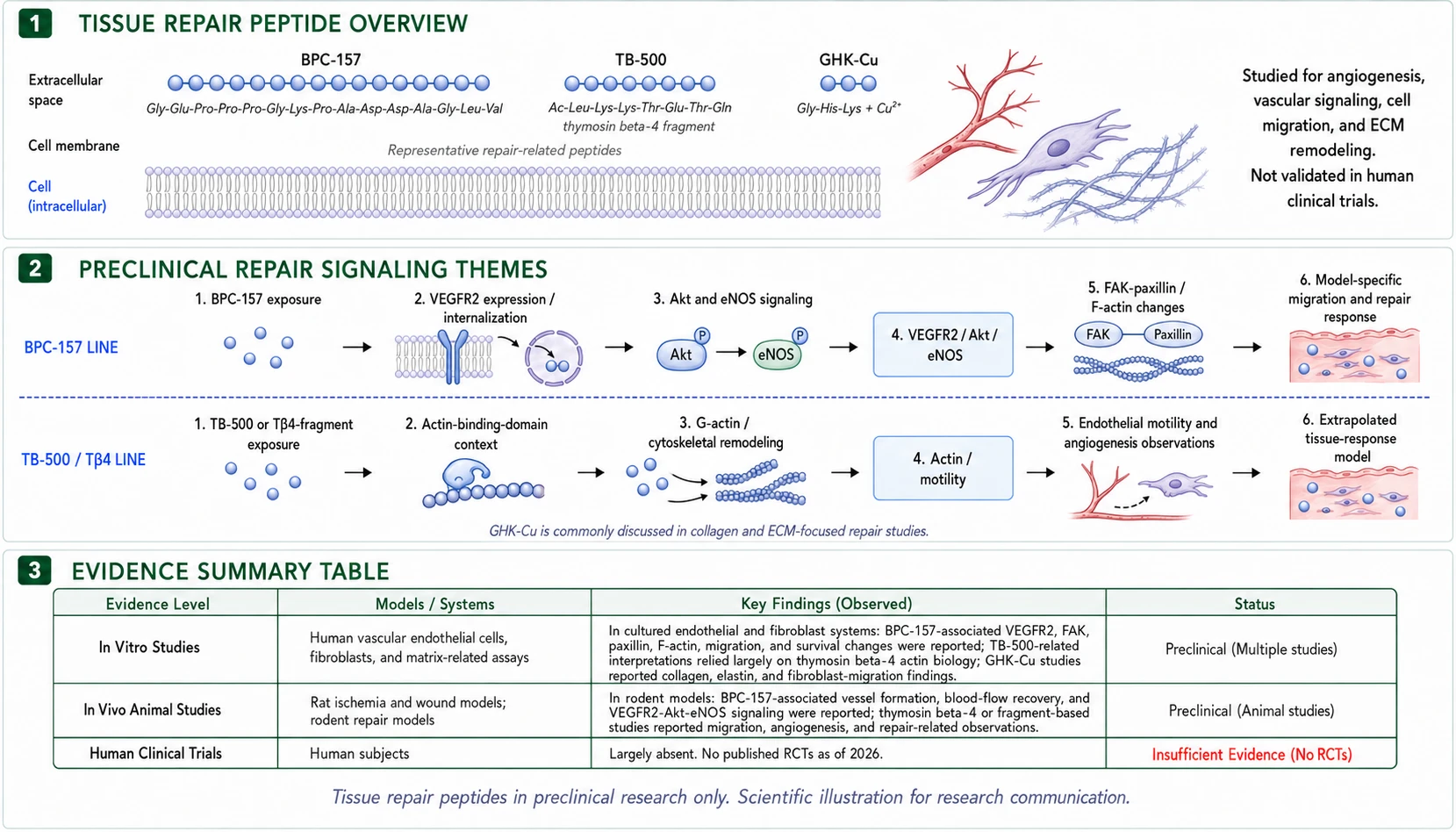 Tissue repair peptide overview: BPC-157, TB-500 and GHK-Cu class overview, preclinical signaling themes, and evidence summary table